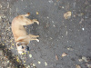 Foto №1. mischlingshund - zum Verkauf in der Stadt Odessa | Frei | Ankündigung № 83236