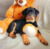 Foto №4. Ich werde verkaufen rottweiler in der Stadt Warschau. quotient 	ankündigung - preis - 1200€