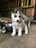 Foto №2 zu Ankündigung № 114607 zu verkaufen siberian husky - einkaufen Deutschland quotient 	ankündigung