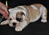 Zusätzliche Fotos: englische Bulldogge