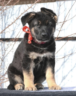 Foto №2 zu Ankündigung № 6100 zu verkaufen osteuropäischer schäferhund - einkaufen Russische Föderation quotient 	ankündigung, züchter