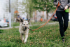 Foto №3. Der sanfteste Hund der Welt glaubt, dass er bemerkt wird!. Russische Föderation