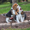 Foto №3. Beagle-Welpen gesucht. Deutschland