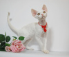 Foto №1. devon rex - zum Verkauf in der Stadt Москва | 1041€ | Ankündigung № 44549