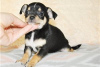 Foto №3. Entzückende Chihuahua-Welpen zur kostenlosen Adoption. Deutschland