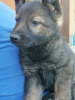 Foto №2 zu Ankündigung № 97971 zu verkaufen deutscher schäferhund - einkaufen Serbien 