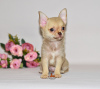 Zusätzliche Fotos: Schönes braunes Haar mit einer Schokoladennase. Chihuahua-Junge.