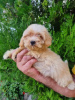 Foto №3. Maltipoo welpen. Serbien