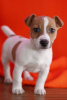 Foto №1. jack russell terrier - zum Verkauf in der Stadt Leicester | verhandelt | Ankündigung № 123499