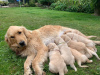 Foto №1. golden retriever - zum Verkauf in der Stadt Berlin | Frei | Ankündigung № 115952