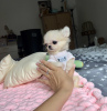 Zusätzliche Fotos: Chihuahua mini