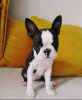 Foto №2 zu Ankündigung № 112514 zu verkaufen boston terrier - einkaufen USA züchter