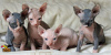 Foto №1. sphynx-katze - zum Verkauf in der Stadt Антверпен | 250€ | Ankündigung № 115083