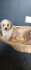 Foto №3. Maltipoo-Welpe. USA