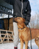 Foto №3. Hundesitter und Helfer suchen ein Zuhause. Russische Föderation