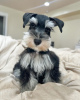 Foto №4. Ich werde verkaufen schnauzer in der Stadt Los Angeles. züchter - preis - 473€