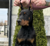 Foto №1. dobermann - zum Verkauf in der Stadt Belgrad | verhandelt | Ankündigung № 97073