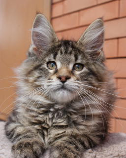 Foto №1. maine-coon-katze - zum Verkauf in der Stadt Rostow am Don | 482€ | Ankündigung № 6334