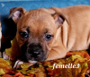 Foto №2 zu Ankündigung № 78623 zu verkaufen staffordshire bull terrier - einkaufen Frankreich züchter