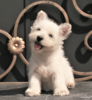 Foto №1. west highland white terrier - zum Verkauf in der Stadt Москва | 1136€ | Ankündigung № 113561