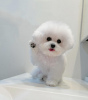 Foto №3. Bichon frise. Tschechische Republik