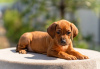 Foto №4. Ich werde verkaufen rhodesian ridgeback in der Stadt Москва. vom kindergarten - preis - 1420€