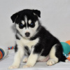 Foto №2 zu Ankündigung № 45615 zu verkaufen siberian husky - einkaufen USA quotient 	ankündigung