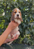 Foto №1. beagle - zum Verkauf in der Stadt Бердянск | 350€ | Ankündigung № 68895