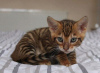 Foto №3. Atemberaubende Toyger-Kätzchen. Business WhatsApp 37256062792. Finnland