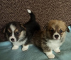 Foto №2 zu Ankündigung № 113345 zu verkaufen welsh corgi - einkaufen Serbien 