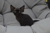 Foto №2 zu Ankündigung № 121022 zu verkaufen devon rex - einkaufen Deutschland quotient 	ankündigung, züchter