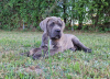 Zusätzliche Fotos: Cane Corso Italiano Welpen (FCI)