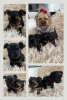 Foto №2 zu Ankündigung № 111063 zu verkaufen yorkshire terrier - einkaufen USA züchter