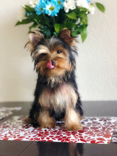 Foto №3. Yorkshire Terrier Welpen. Russische Föderation