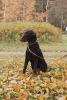 Foto №1. curly coated retriever - zum Verkauf in der Stadt St. Petersburg | verhandelt | Ankündigung № 43429