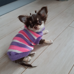 Foto №3. Chihuahua Mini-Mädchen. Weißrussland