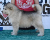 Foto №3. Alaskan Malamute Welpen. Serbien