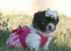 Foto №3. AWFHH Shih Tzu Welpen. Deutschland