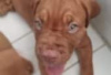 Foto №3. Dogue De Bordeaux for sale. Deutschland