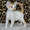 Foto №1. devon rex - zum Verkauf in der Stadt Marseille | 250€ | Ankündigung № 120893