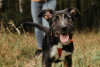 Foto №2 zu Ankündigung № 80906 zu verkaufen mischlingshund - einkaufen Russische Föderation aus dem tierheim