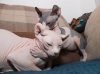 Foto №4. Ich werde verkaufen sphynx-katze in der Stadt Pozezdrze.  - preis - 250€