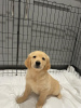 Foto №3. Wunderschöner Golden Retriever zur kostenlosen Adoption. Deutschland