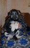 Foto №4. Ich werde verkaufen osteuropäischer schäferhund in der Stadt Rostow am Don. züchter - preis - 113€