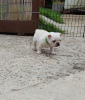 Foto №1. Smukke fransk bulldog hvalpe in der Stadt Copenhague. Price - 500€. Ankündigung № 117232