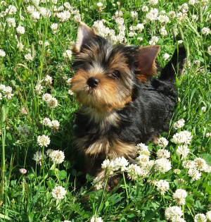 Foto №1. yorkshire terrier - zum Verkauf in der Stadt St. Petersburg | verhandelt | Ankündigung № 2668