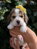 Foto №1. beagle - zum Verkauf in der Stadt Hightstown | 237€ | Ankündigung № 115043