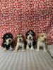 Foto №1. mischlingshund - zum Verkauf in der Stadt Denver | Frei | Ankündigung № 84853