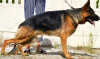 Foto №1. deutscher schäferhund - zum Verkauf in der Stadt Kiew | 505€ | Ankündigung № 7492