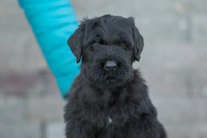 Foto №3. Welpen des russischen Black Terrier. Weißrussland